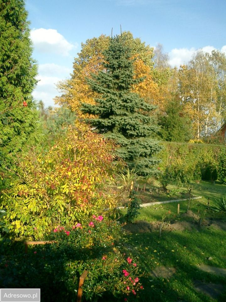 Działka rod Okołowice. Zdjęcie 12