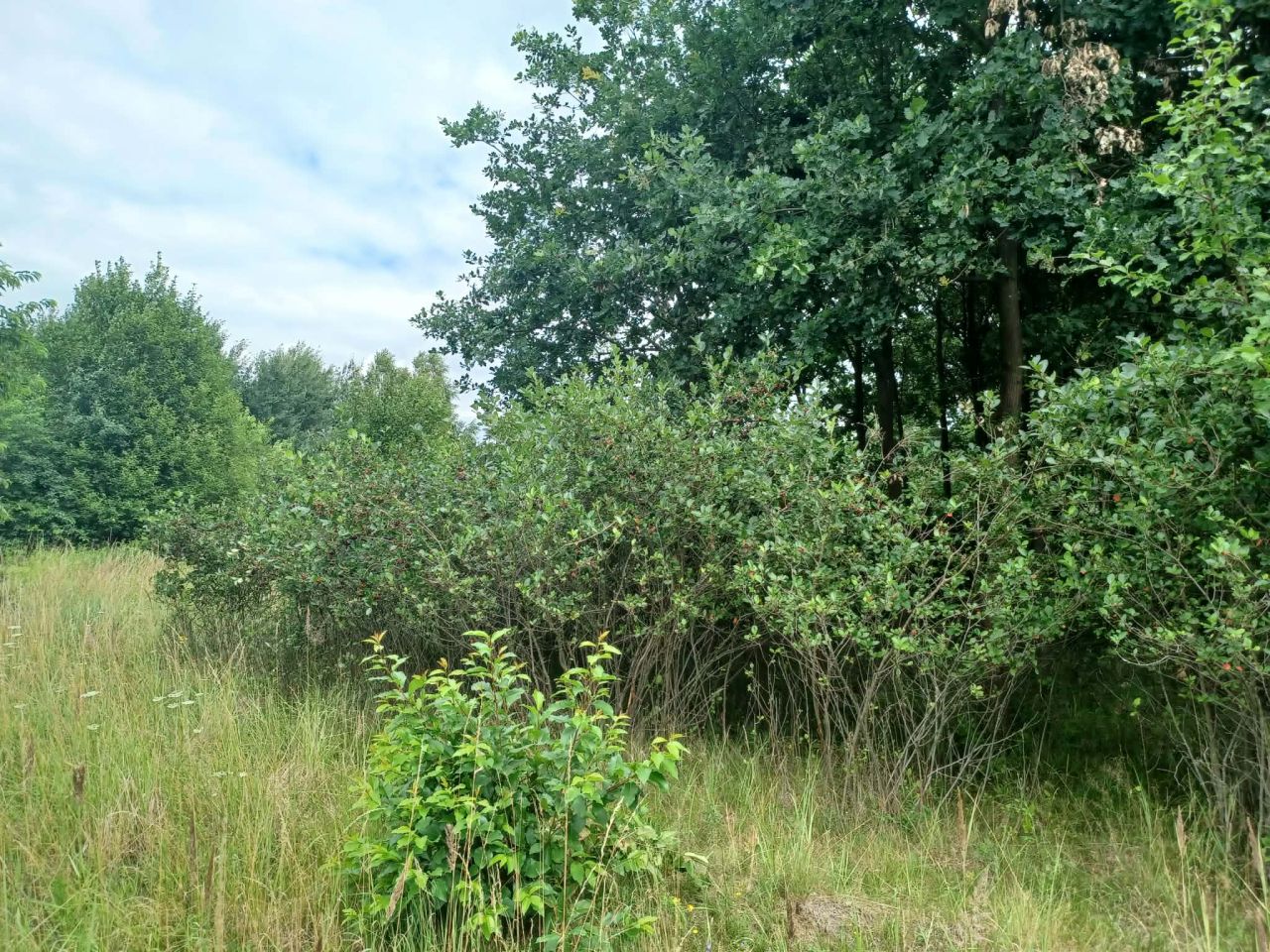 Działka leśna Szprotawa Zarzecze, ul. Kraszewskiego. Zdjęcie 3