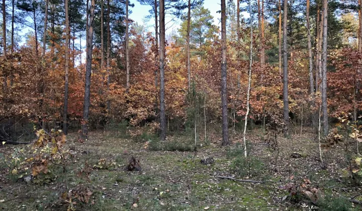 Działka leśna Bielawy