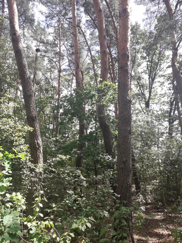 Działka budowlana Mniszew. Zdjęcie 6