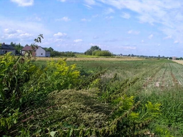 Działka siedliskowa Milęcin, Milęcin. Zdjęcie 1