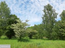 Działka budowlana Piastowice. Zdjęcie 2