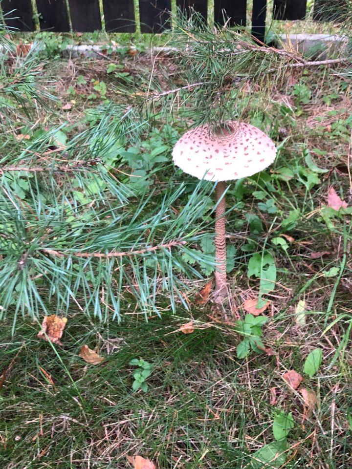 Działka budowlana Powałczyn, Powałczyn. Zdjęcie 17