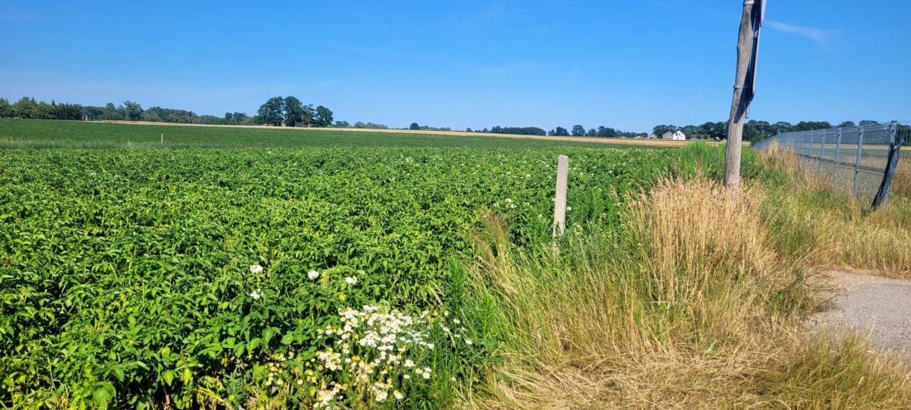 Działka budowlana Lisice. Zdjęcie 5