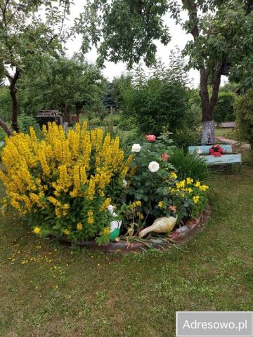 Działka rod Nowogard. Zdjęcie 1