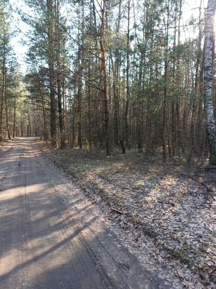 Działka leśna Poniatowo. Zdjęcie 6