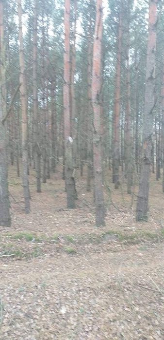 Działka leśna Obory. Zdjęcie 2