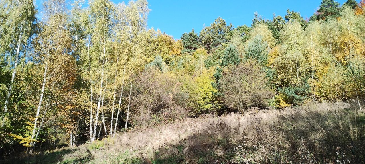 Działka rolno-budowlana Czasław. Zdjęcie 5