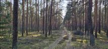 Działka rekreacyjna Osiedle Wilga. Zdjęcie 4