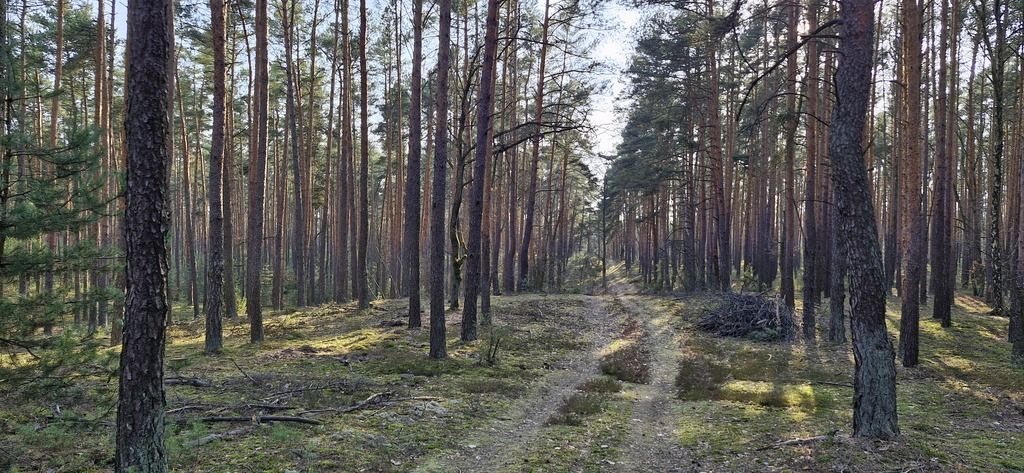 Działka siedliskowa Osiedle Wilga. Zdjęcie 5