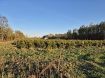 Działka rolno-budowlana Brzostówiec Cegielnia. Zdjęcie 4