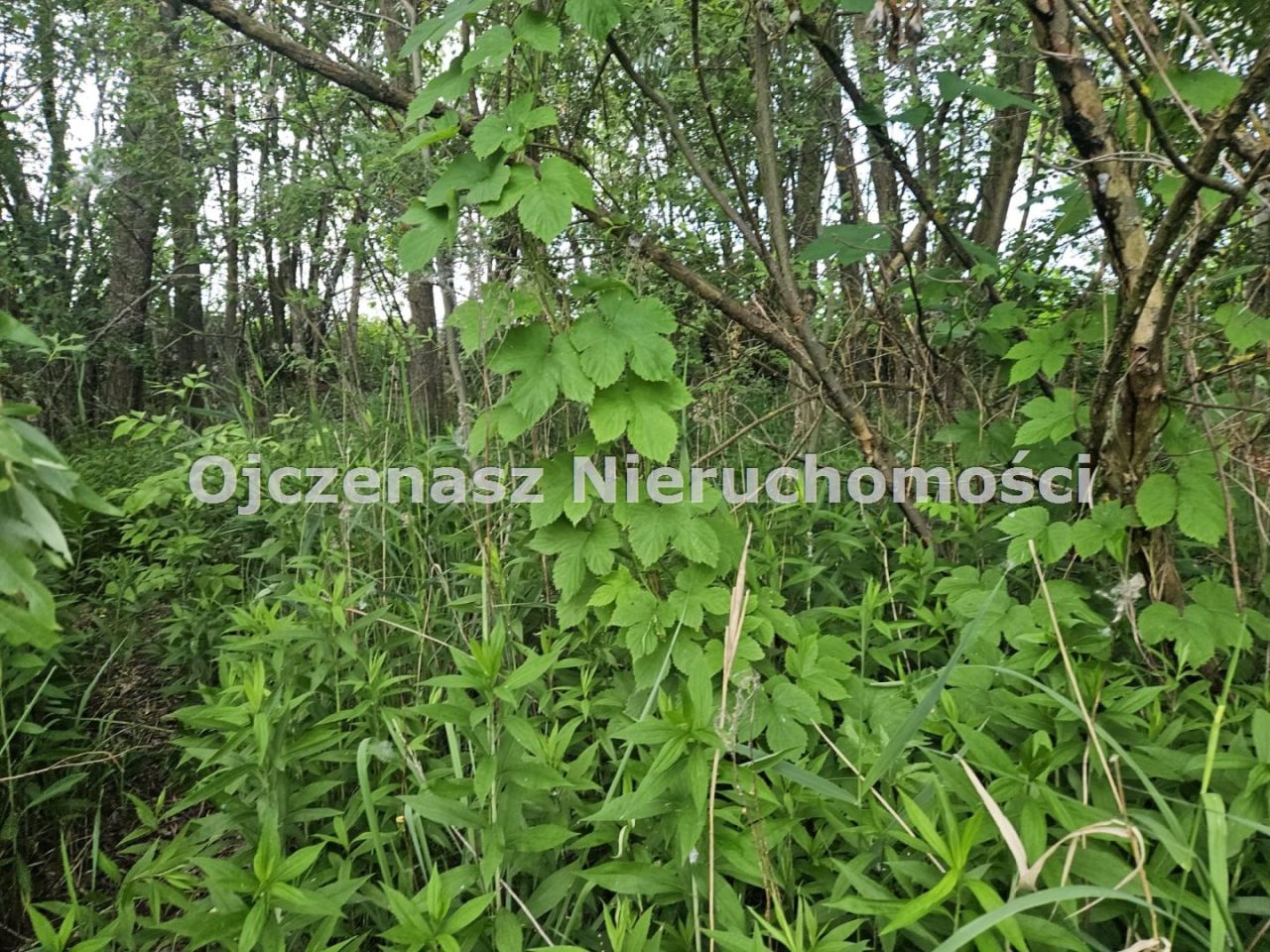 Działka rekreacyjna Dobrcz. Zdjęcie 3