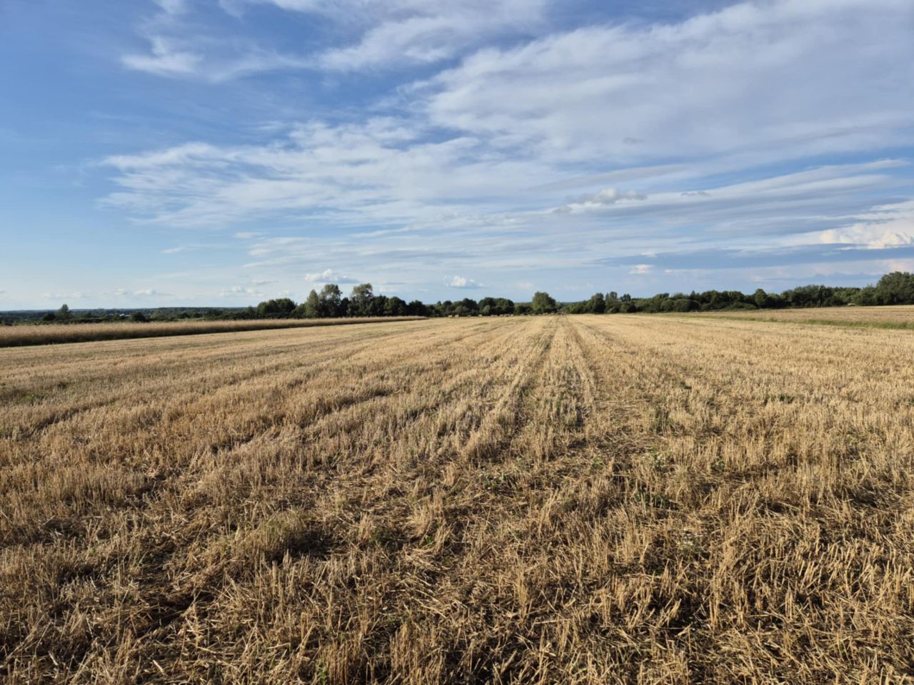 Działka rolna Głogów. Zdjęcie 2