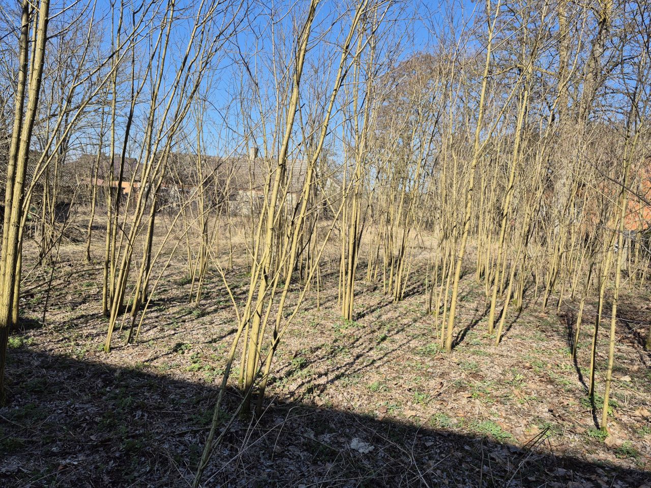 Działka siedliskowa Kuczki. Zdjęcie 7