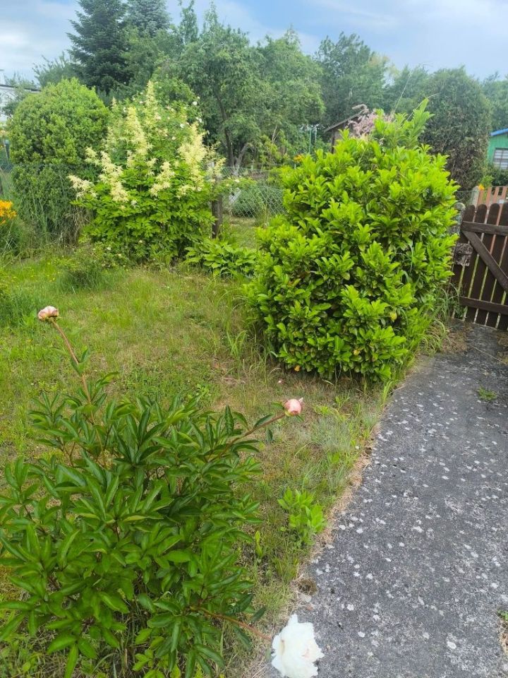 Działka rod Szczecin Golęcino. Zdjęcie 3