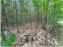 Działka leśna Nadarzyn, ul. Sęczkowa. Zdjęcie 2