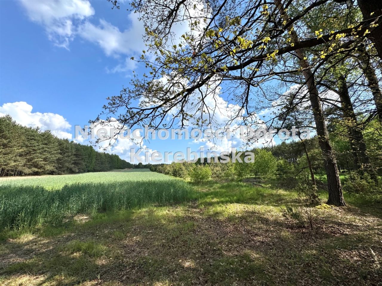 Działka inwestycyjna Bukowiec nad Pilicą. Zdjęcie 13