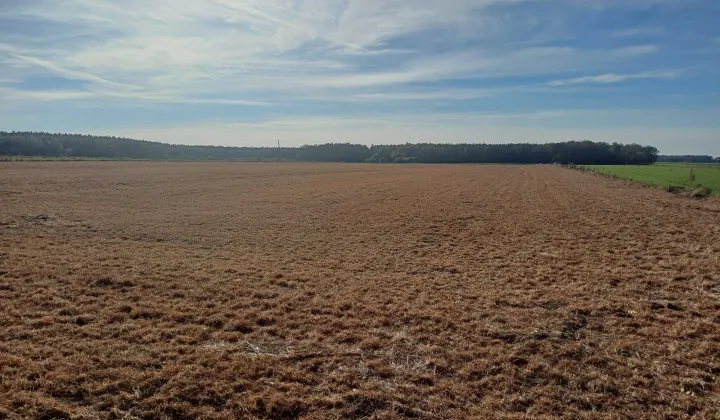 Działka rolna Zalesie