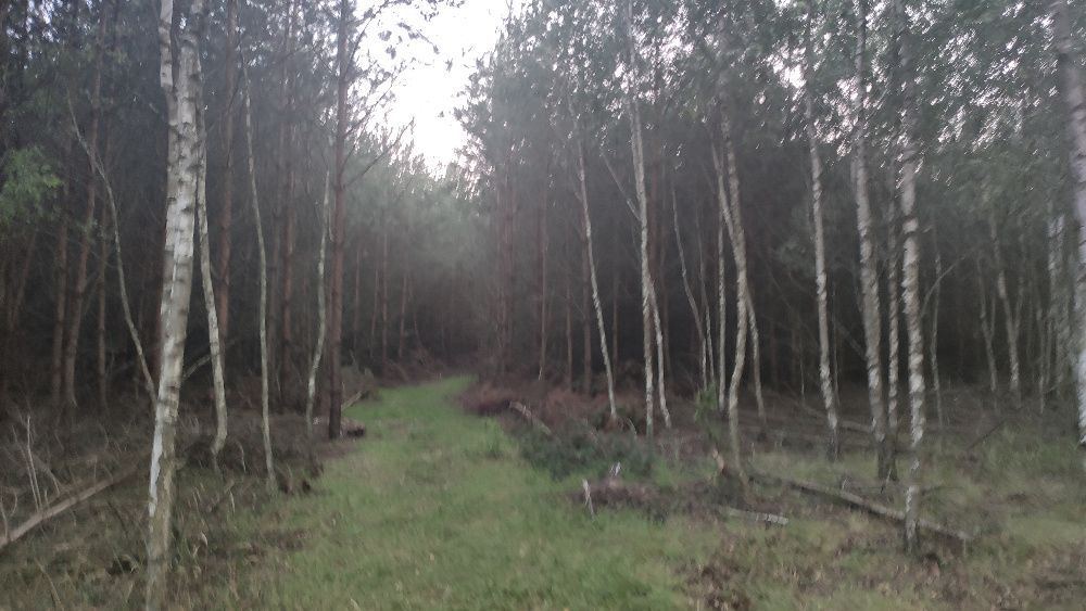Działka leśna Lubartów