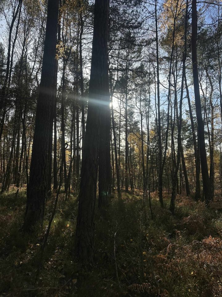 Działka leśna Stanowiska. Zdjęcie 5