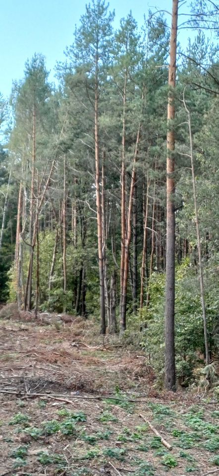 Działka leśna Rutki-Nowiny. Zdjęcie 8