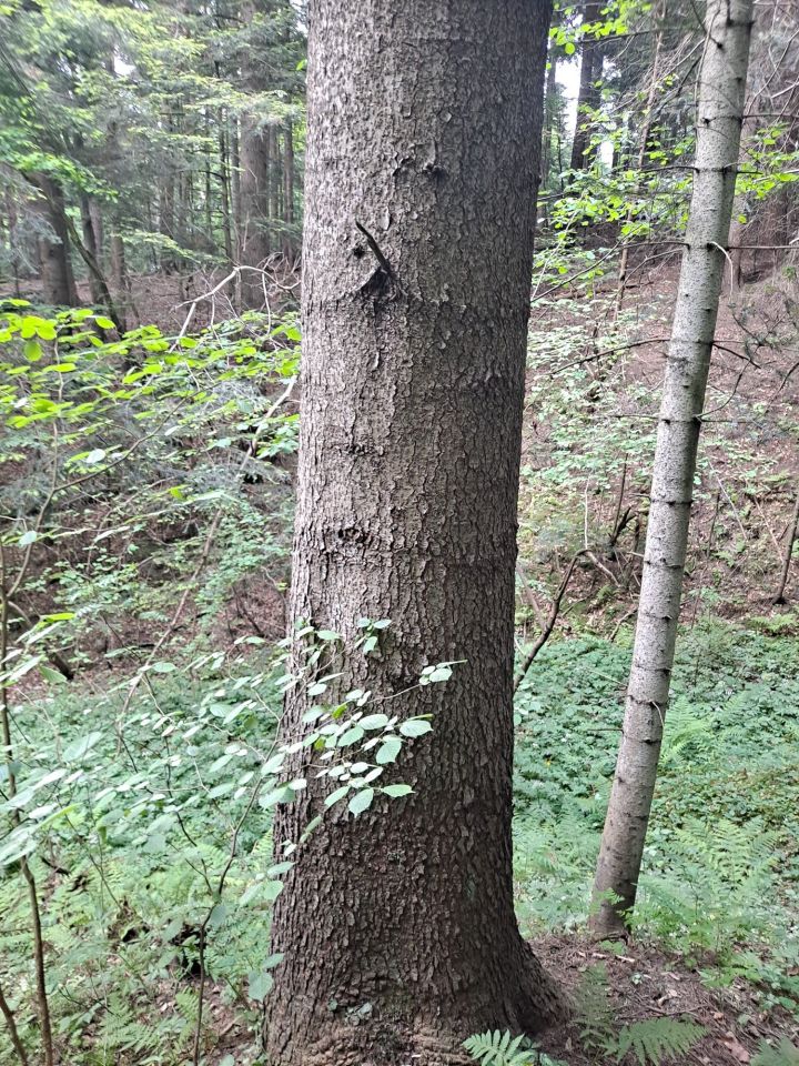 Działka leśna Dydnia. Zdjęcie 5