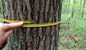 Działka leśna Sewerynów