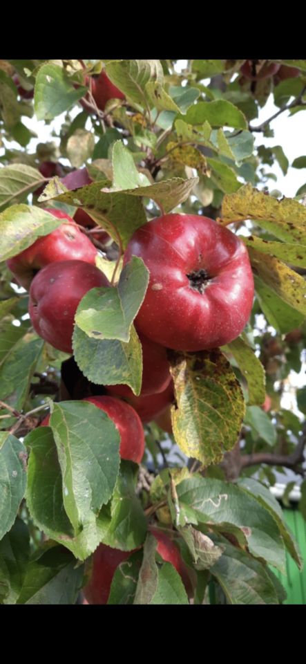 Działka rod Olsztyn Pieczewo, ul. Wisławy Szymborskiej. Zdjęcie 10