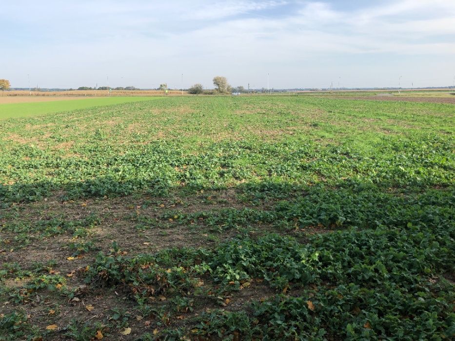 Działka inwestycyjna Komorno, ul. Główna. Zdjęcie 2