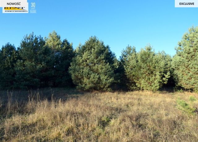 Działka rekreacyjna Krzywnica. Zdjęcie 12