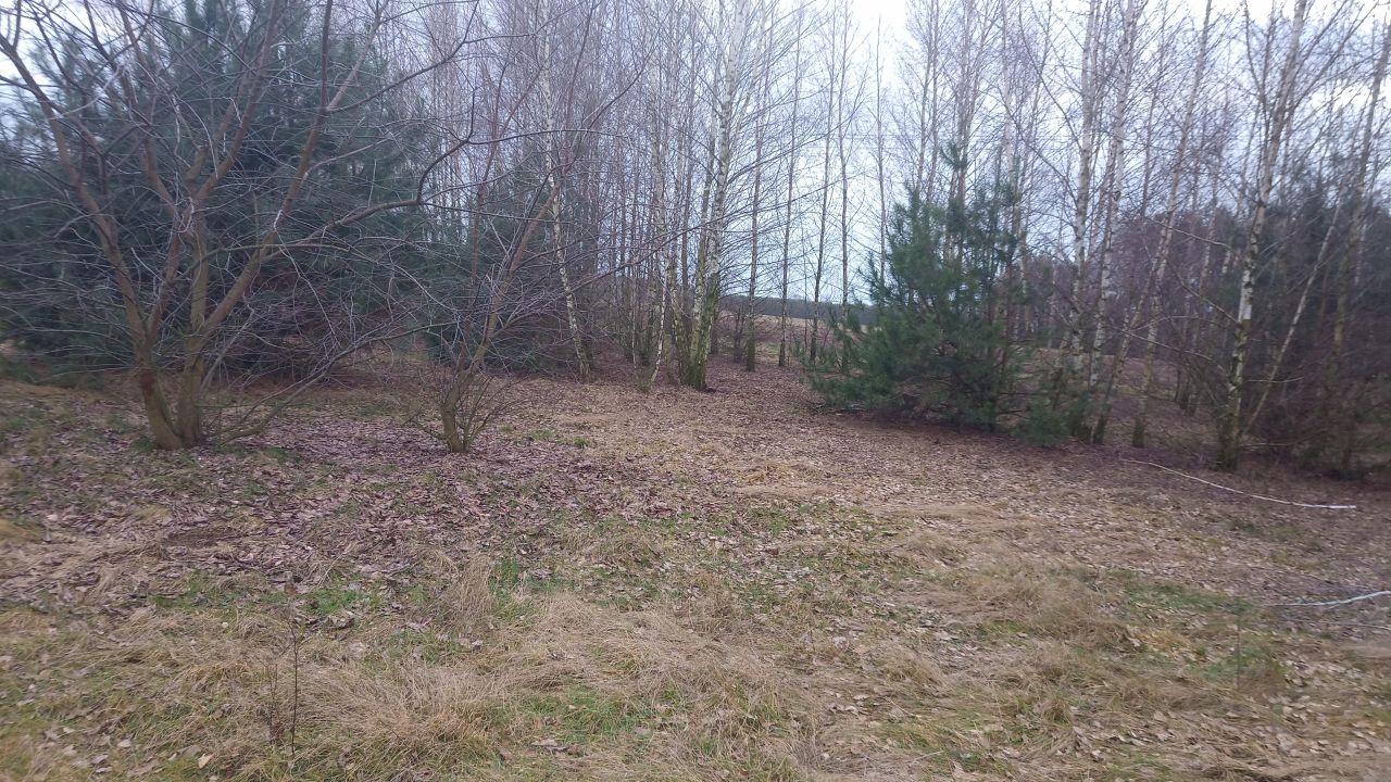 Działka rolno-budowlana Borówek. Zdjęcie 15