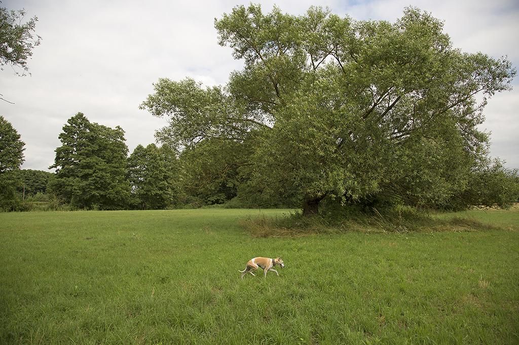 Działka siedliskowa Wola Ładowska. Zdjęcie 5