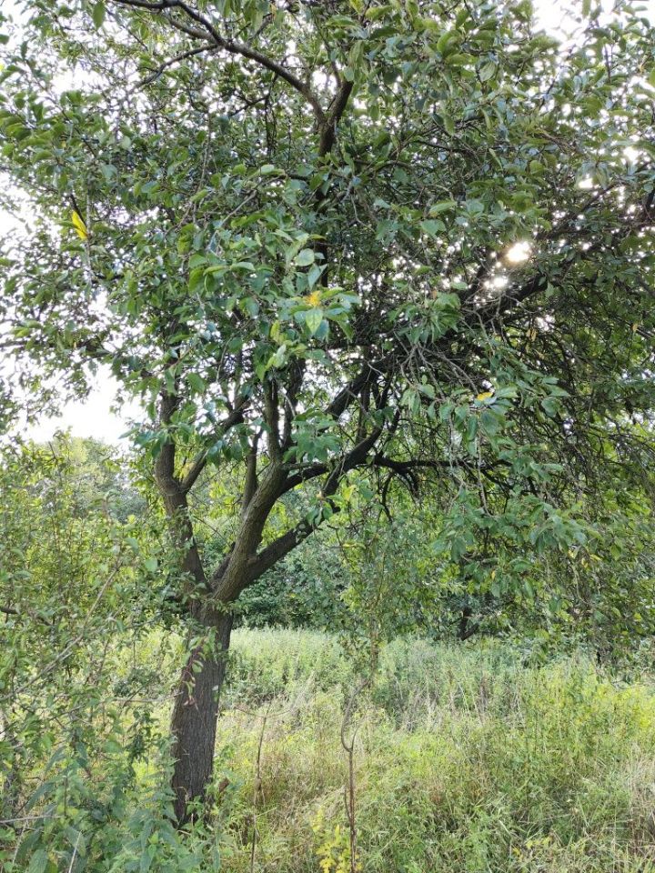Działka rolno-budowlana Wielki Wełcz. Zdjęcie 5