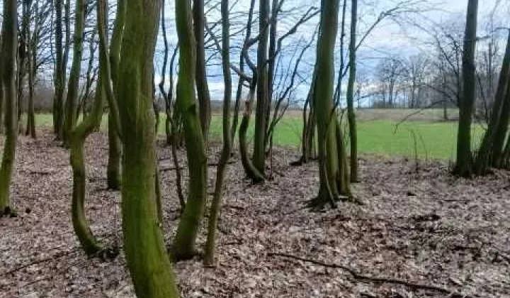 Działka leśna Kraśnik, ul. kard. Stefana Wyszyńskiego