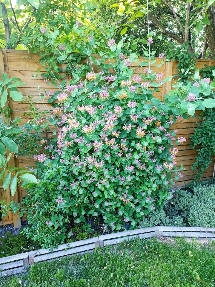 Działka rod Lublin, ul. Działkowa. Zdjęcie 3