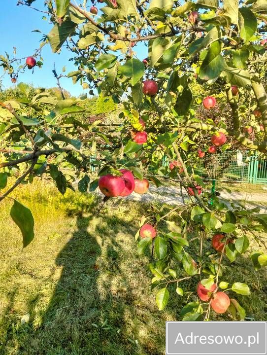 Działka rod Wrocław Tarnogaj, ul. Wiaduktowa. Zdjęcie 3