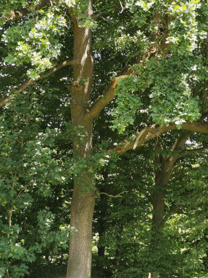 Działka budowlana Roźwienica Słomianka. Zdjęcie 8