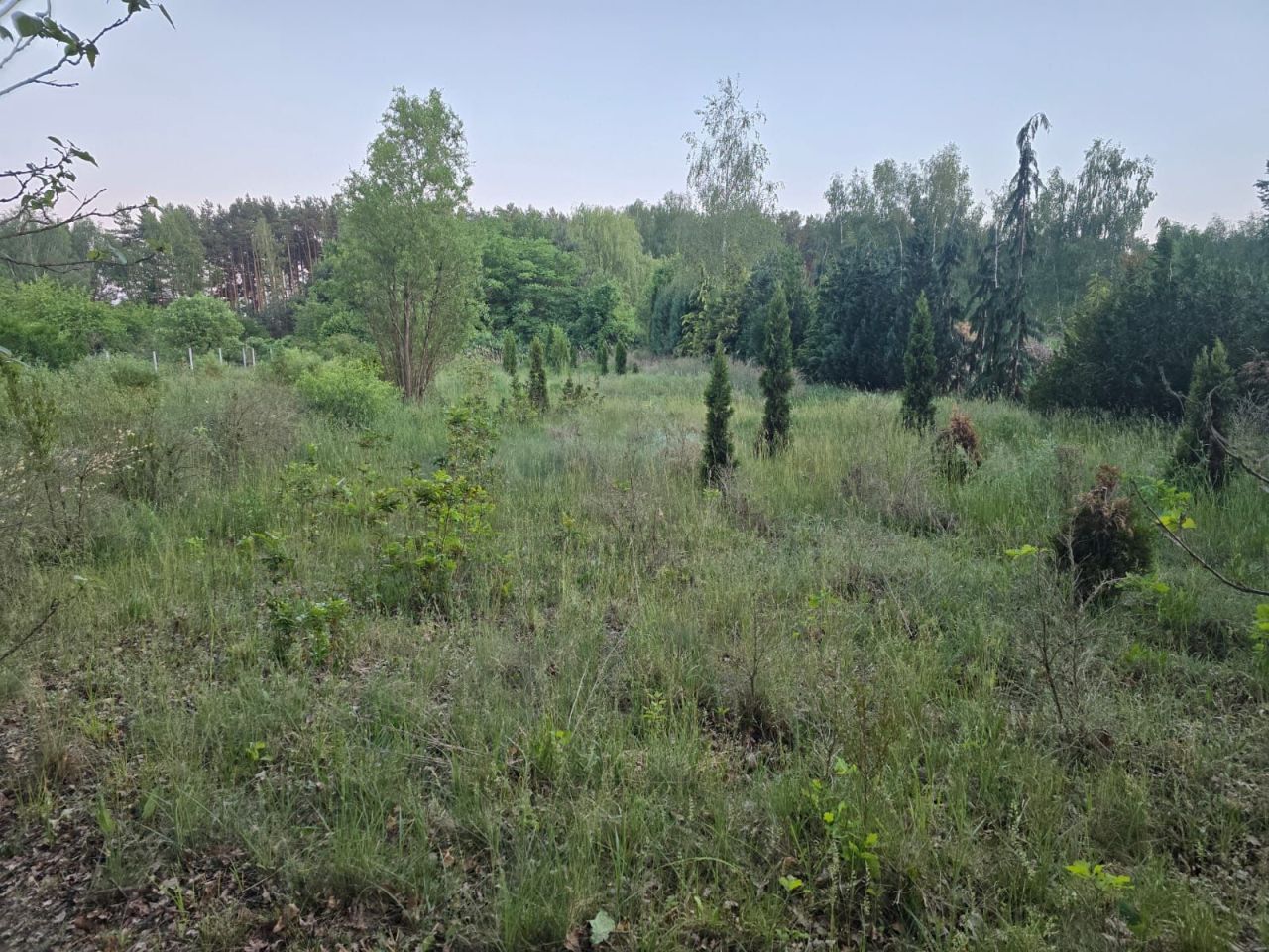 Działka siedliskowa Droszków. Zdjęcie 1