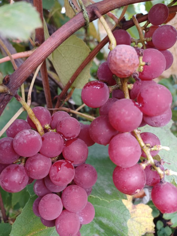 Działka rod Tarnobrzeg Bugaj, ul. św. Barbary. Zdjęcie 4