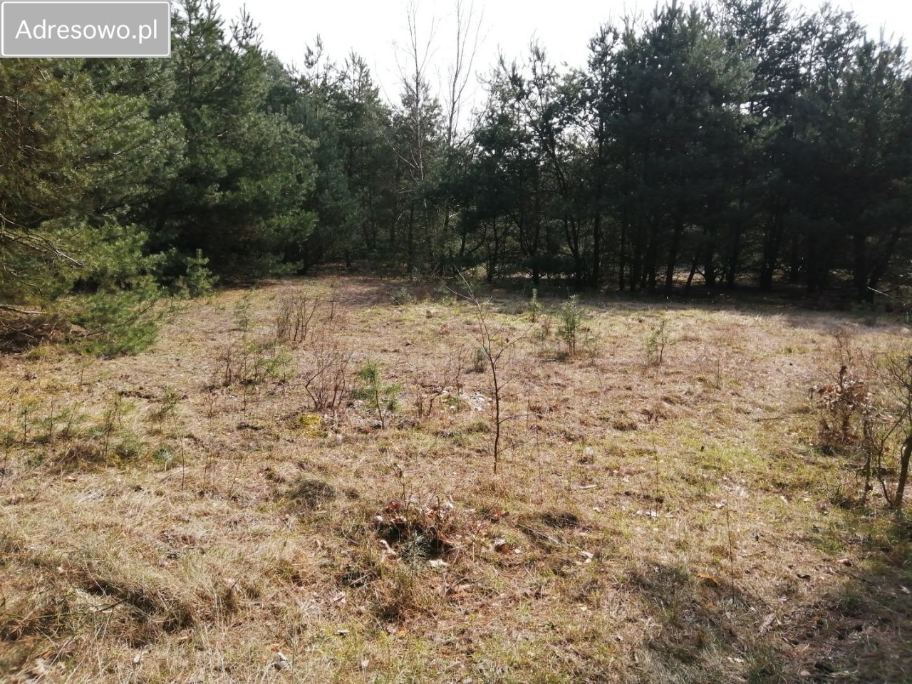 Działka rolna Przełazy. Zdjęcie 4