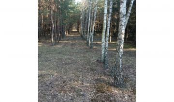 Działka leśna Borowiny
