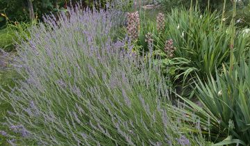 Działka rod Zielona Góra Jędrzychów, ul. Urodzajna