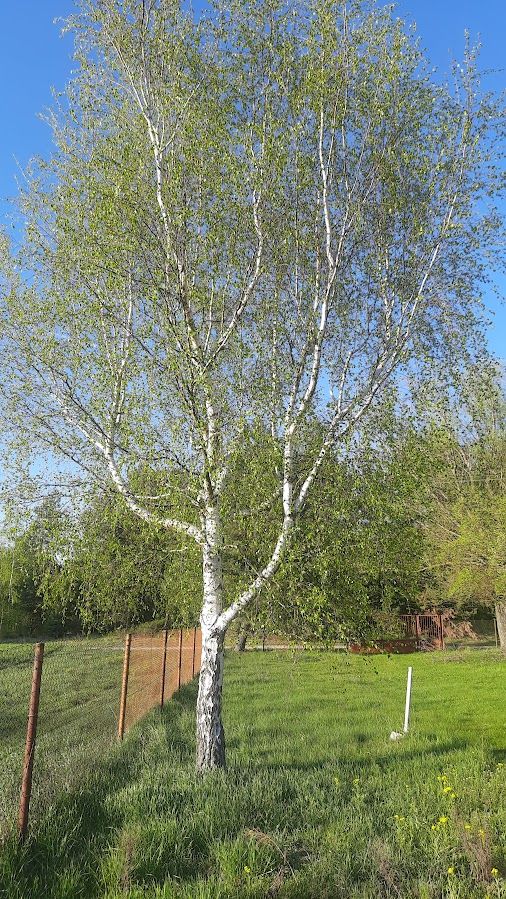 Działka budowlana Wielka Wieś A Charlawa. Zdjęcie 27