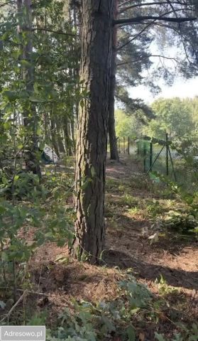 Działka leśna Wszebory. Zdjęcie 1