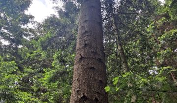 Działka leśna Dydnia