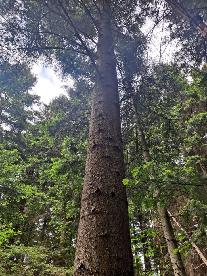 Działka leśna Dydnia. Zdjęcie 2