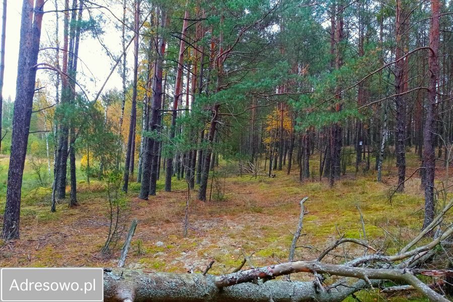 Działka leśna Zielona Chocina. Zdjęcie 2