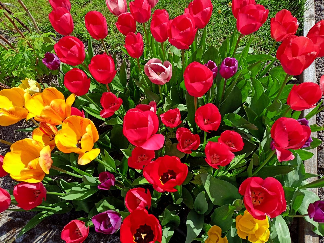 Działka rod Iława, ul. Władysława Reymonta. Zdjęcie 8