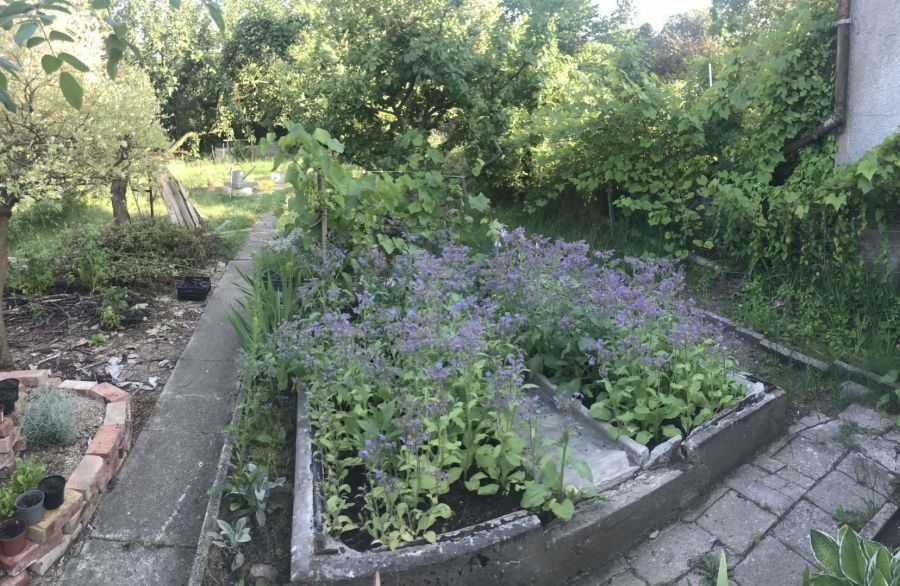 Działka rod Gdańsk Siedlce, ul. Józefa Wieniawskiego. Zdjęcie 7