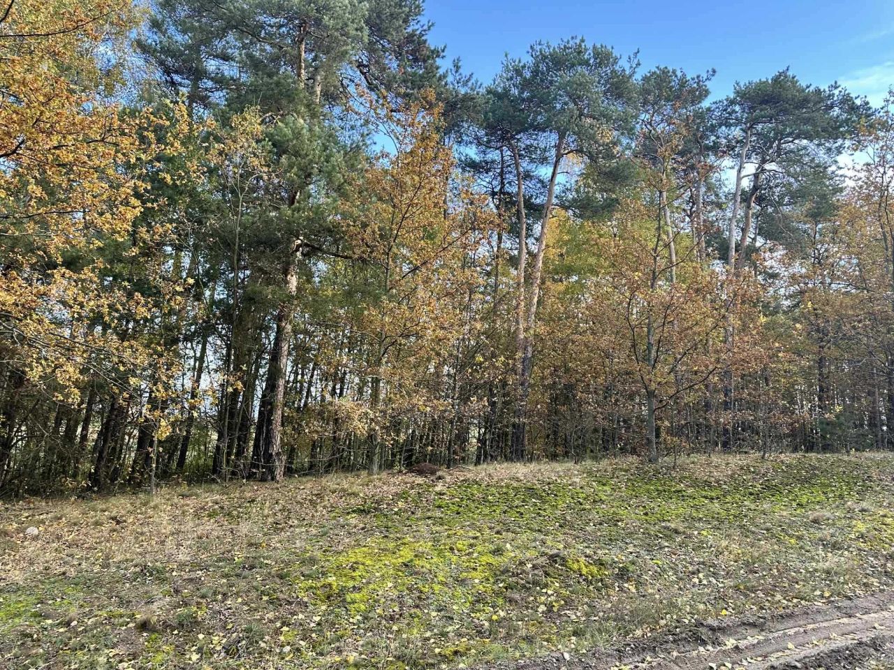 Działka budowlana Pałczew. Zdjęcie 4